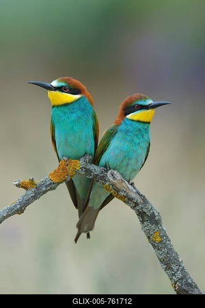 European Bee-eaters (Merops apiaster), breeding pair, perched on a branch, Kiskuns疊 National Park, Hungary-stock-foto