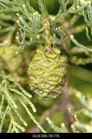 A cone with needles, Giant Sequoia (Sequoiadendron giganteum)-stock-foto