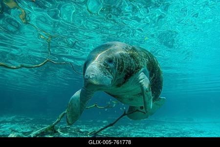 Manatee (Trichechus manatus), Crystal River, Florida-stock-foto
