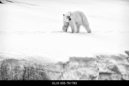Female polar bear (Ursus maritimus) walking on the ridge of a glacier, Björnsundet, Hinlopen Strait, Spitsbergen Island, Svalbard Archipelago, Norway-stock-foto