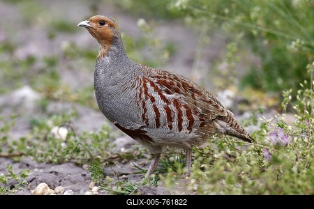 Grey Partridge (Perdix perdix), standing on the side of a field, Burgenland, Austria, Europe-stock-foto