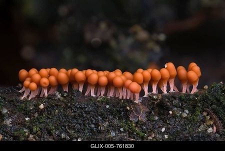 Slime mould species (Trichia decipiens macbride), fruiting bodies, Mönchbruch Nature Reserve, Hesse, Germany-stock-foto