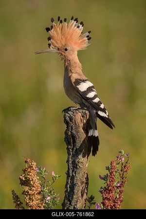 Hoopoe (Upupa epops) on perch, Kiskuns疊 National Park, Hungary-stock-foto