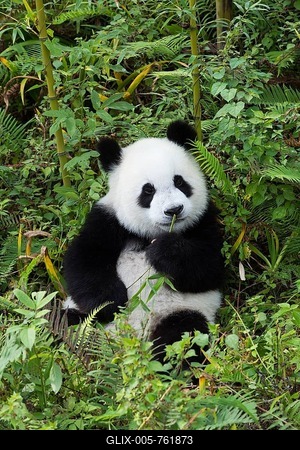 Giant Panda (Ailuropoda melanoleuca), 2 years, China Conservation and Research Centre for the Giant Panda, Chengdu, Sichuan, China-stock-foto