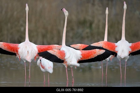 Greater flamingos (Phoenicopterus roseus), several birds with outstretched wings, group courtship, Camargue, Southern France, France-stock-foto