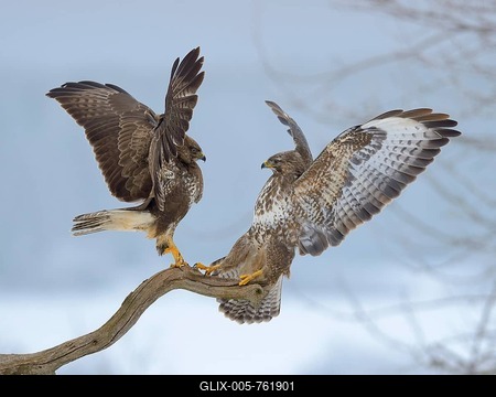 Common buzzards (Buteo buteo), quarrel over perch, biosphere area, Swabian Jura, Baden-Württemberg, Germany-stock-foto