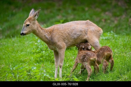 Roe Deer (Capreolus capreolus), doe suckling two fawns, Thuringia, Germany-stock-foto