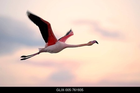 Greater flamingo (Phoenicopterus roseus) flying, evening light, Camargue, Southern France, France-stock-foto