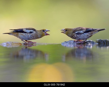 Hawfinch (Coccothraustes coccothraustes), fighting young birds at the bird bath, with reflection, Kiskunsag National Park, Hungary-stock-foto