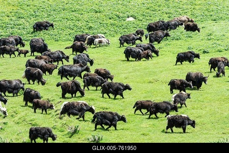 Yak herd (Bos mutus), Song Kol Lake, Naryn province, Kyrgyzstan-stock-foto