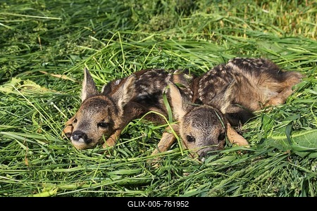 European roe deerkitze ( Capreolus capreolus) , age one day, lying in meadow, saved from mowing the meadow, Allgäu, Bavaria, Germany-stock-foto