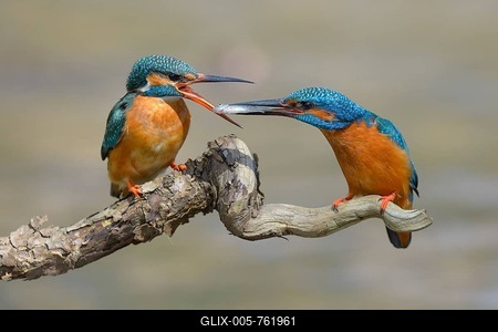 Kingfisher (Alcedo atthis), breeding pair, male handing over a fish to the female as a bridal gift, prey handover, Neckartal, Baden-Württemberg, Germany-stock-foto