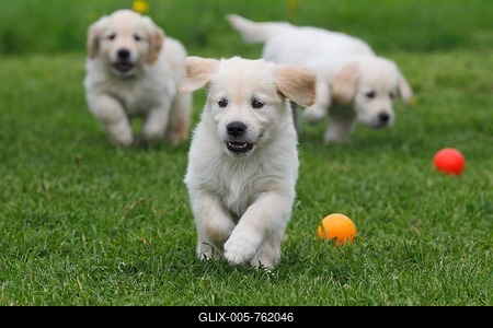 Golden Retriever puppies playing on a meadow, Germany-stock-foto