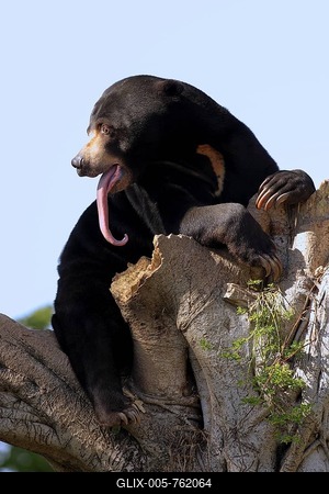 Sun Bear (Helarctos malayanus), yawning male adult, Asia-stock-foto