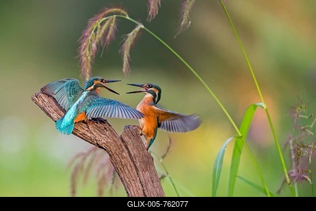 Kingfishers (Alcedo atthis), figting young birds, 	territorial fight, morning light, Middle Elbe Biosphere Reserve, Saxony-Anhalt, Germany-stock-foto