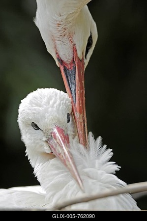 Affectionate white stork pair (Ciconia ciconia) nesting, Zurich Zoo, Zurich, Switzerland, Europe-stock-foto
