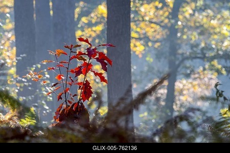 Northern red oak (Quercus rubra), champion oak (Quercus borealis) sapling showing red autumn colours in mixed forest with bracken in the fall-stock-foto
