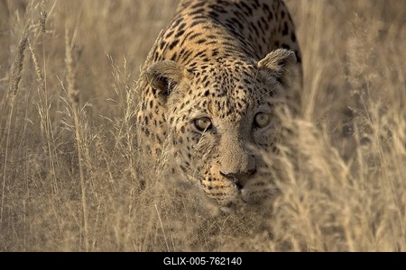 Leopard (Panthera pardus) in grass savanna, Duesternbrook, Namibia-stock-foto