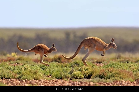 Red Kangaroo (Macropus rufus) jumping adult female and young, Tibooburra, Sturt National Park, New South Wales, Australia-stock-foto