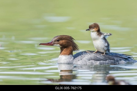 Common merganser (Mergus merganser), female with young bird on her back, swims in water, Germany-stock-foto
