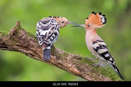 Hoopoe (Upupa epops) pair, courtship, male, female, Tuscany, Italy-stock-foto