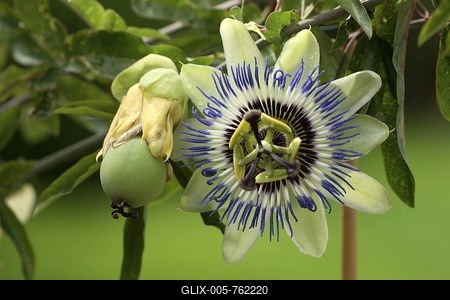 Fruit and flower on a Passion Fruit Vine (Passiflora edulis forma edulis)-stock-foto