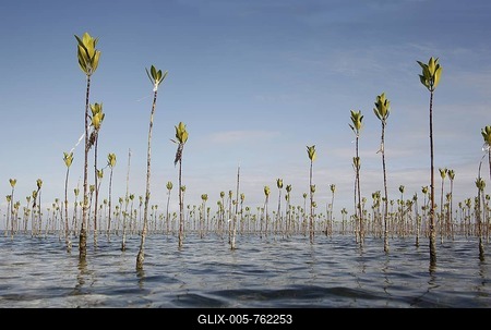 Mangrove reforestation, planting mangroves, mangrove forest one year old, Bohol, Visayas, Philippines, Southeast Asia, Asia-stock-foto