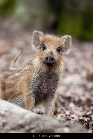 Wild boar (Sus scrofa), young boars, wildlife park, Vulkaneifel district, Eifel region, Rhineland-Palatinate, Germany, Europe-stock-foto