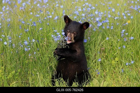 American Black Bear (Ursus americanus), cub, six months, on a flower meadow, captive, Montana, United States-stock-foto