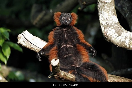 Red Ruffed Lemur (Varecia rubra), adult sunbathing in a tree, Madagascar, Africa-stock-foto