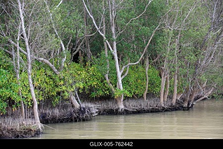White Mangrove (Laguncularia racemosa), in water, iSimangaliso Wetland Park, Kwazulu Natal, South Africa-stock-foto
