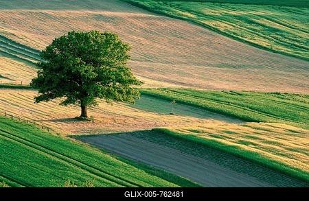 English oak (Quercus robur) between fields, Hesse, Germany-stock-foto