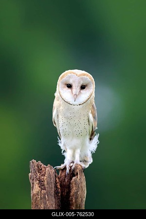 Barn Owl (Tyto alba), adult, perched, Eifel, Germany-stock-foto