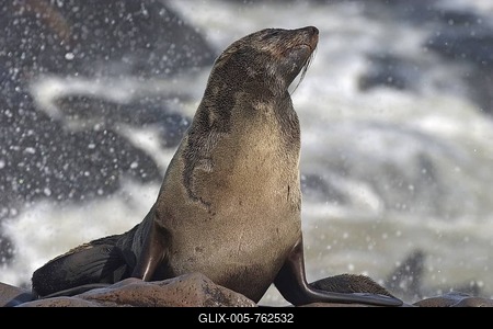 Cape Fur Seal (Arctocephalus pusillus), Cape Cross, Atlantic coast, Namibia-stock-foto