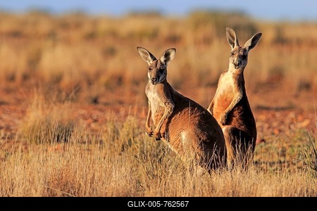Red kangaroos (Macropus rufus), adult watchful, Sturt National Park, New South Wales, Australia-stock-foto