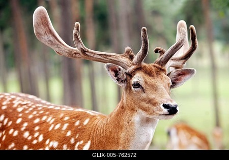 Sika deer (Cervus nippon) in summer coat with velvet antler, animal portrait, captive, North Rhine-Westphalia, Germany-stock-foto