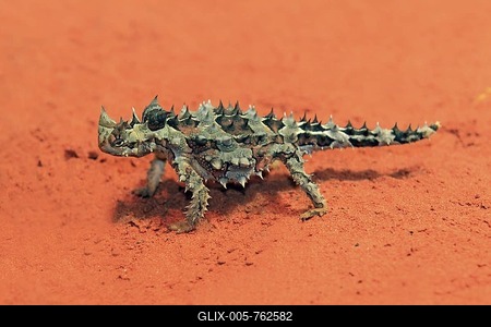 Thorny Devil, Thorny Dragon, Mountain Devil, Thorny Lizard (Moloch horridus), feeding, desert, Outback, Northern Territory, Australia-stock-foto