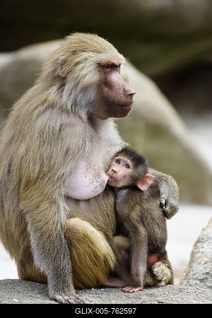 Hamadryas Baboon (Papio hamadryas), mother and child-stock-foto