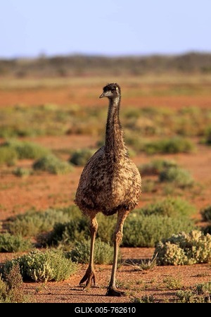 Emu (Dromaius novaehollandiae), Sturt National Park, New South Wales, Australia-stock-foto