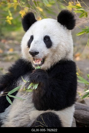 Panda (Ailuropoda melanoleuca), captive, young animal eats bamboo, animal portrait, occurrence China-stock-foto