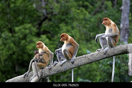 Proboscis Monkeys or Long-nosed monkeys (Nasalis larvatus), group on tree, mother with young, Labuk Bay, Sabah, Borneo, Malaysia, Asia-stock-foto
