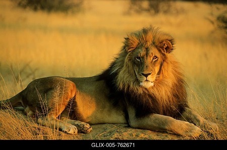 Lion (Panthera leo), male, resting on a termite mound in the evening light, captive, Okonjima Lodge, The AfriCat Foundation, Namibia-stock-foto