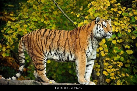 Siberian tiger (Panthera tigris altaica), adult, standing on rocks, captive-stock-foto