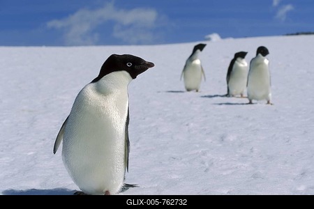 Adelie penguins (Pygoscelis adeliae) on snow, Antarctica-stock-foto
