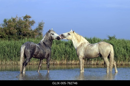 Two stallions, Camargue Horses (Equus caballus), Saintes Marie de la Mer, Camargue, France, Europe-stock-foto