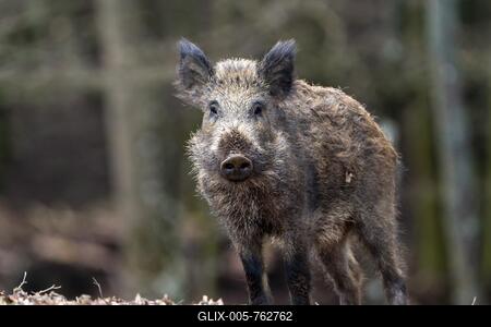 Wild boar (Sus scrofa), Vulkaneifel, Rhineland-Palatinate, Germany-stock-foto