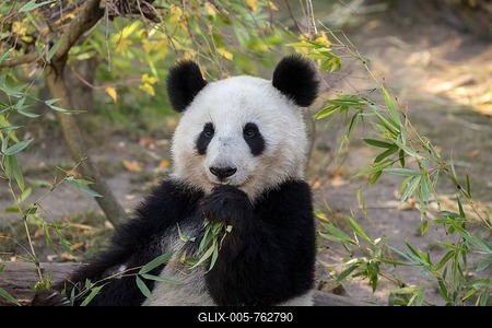 Panda (Ailuropoda melanoleuca), captive, young animal eats bamboo, animal portrait, occurrence China-stock-foto