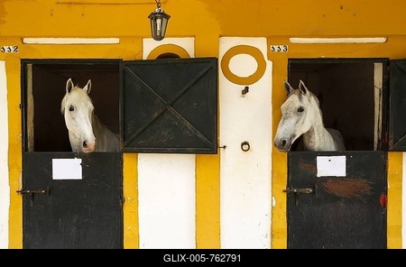 Stallions in their box stalls during the Feria del Caballo Horse Fair, Jerez de la Frontera, C疆iz province, Andalusia, Spain-stock-foto