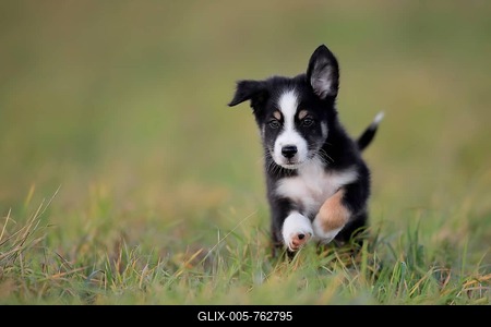 Australian Shepherd puppy jumping over the meadow, Rhineland-Palatinate, Germany-stock-foto