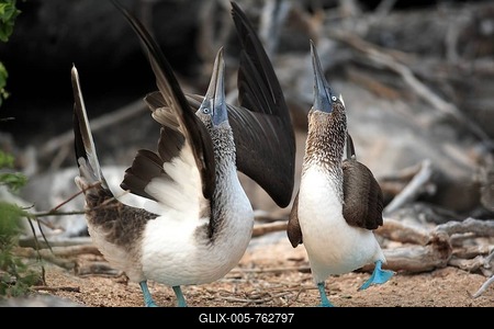 Blue-footed Booby (Sula nebouxii), pair during courtship, Galapagos Islands, Ecuador, South America-stock-foto